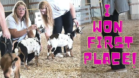 Our SECOND Goat Show EVER!
