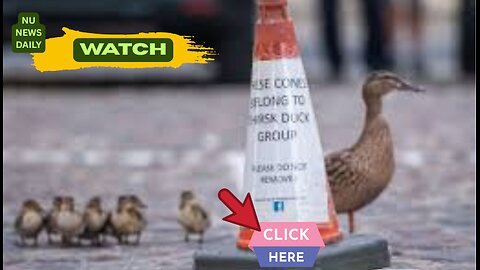 Meet The 'Duckies': UK Town's Beloved Volunteer Duck Wardens Steal Hearts! Nu News Daily