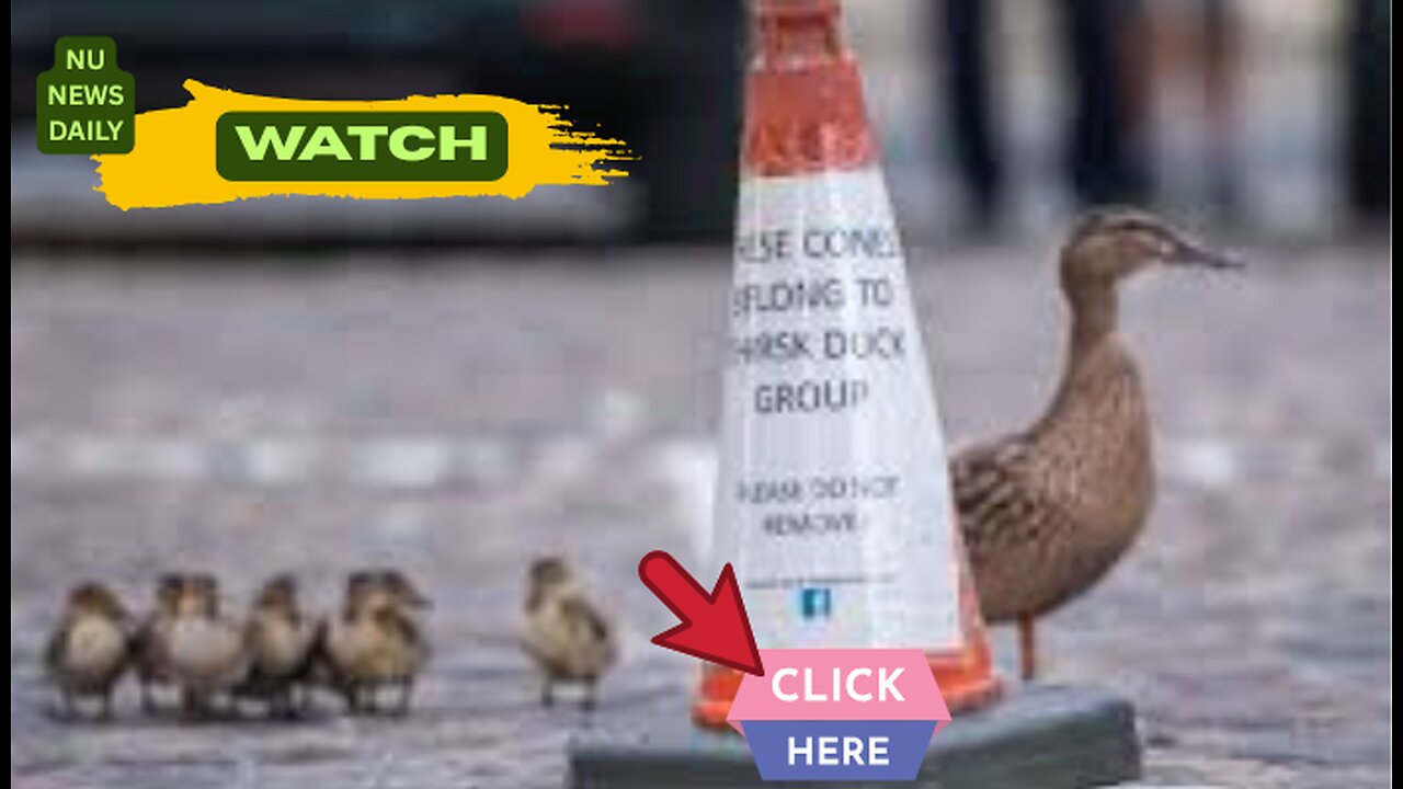 Meet The 'Duckies': UK Town's Beloved Volunteer Duck Wardens Steal Hearts! Nu News Daily
