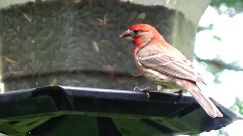 Purple Finch