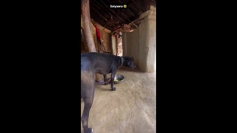 स्वीटी