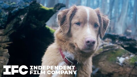 Good Boy - Official Final Trailer (2025) Shane Jensen, Arielle Friedman, Larry Fessenden