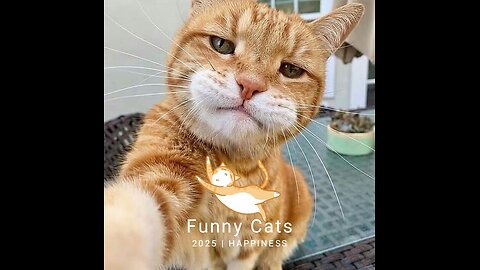 funny cats part 101