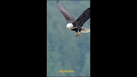 birds hunt