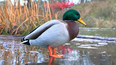 Mallard Duck Drakes Take Their Turn at the Melting Mud