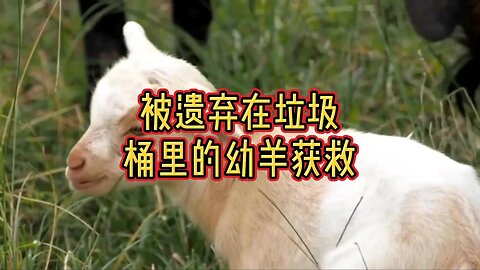 被遗弃在垃圾桶里的幼羊获救
