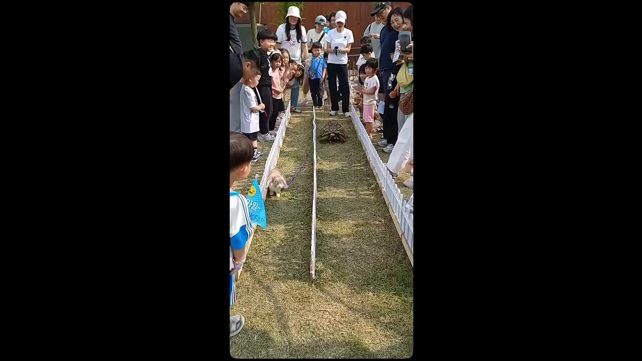 rabbit, practice 🤣 😅