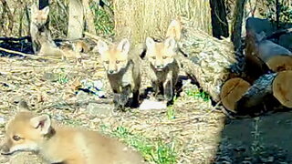 Fox Kits Climbing on Logs