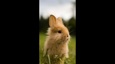"The Curious Baby Bunny"