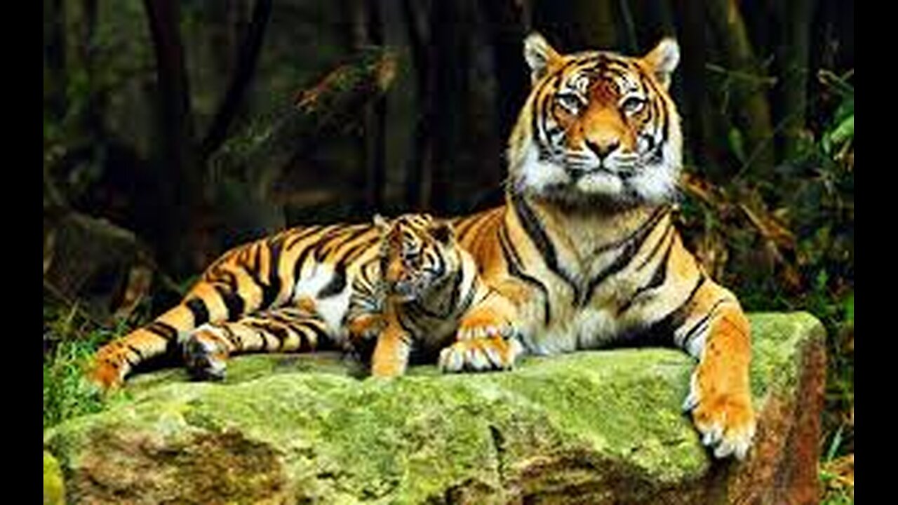 🌿 Planet Animals 8K ULTRA HD