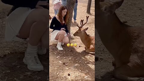 Animals Funny Compilation #funnyanimals #animals #pets #shorts