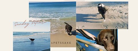 Sunday's Petcare Beach walks and Wash