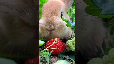 Rabbit eating strawberries in the strawberry field. Cute things project: Rabbit farm pets