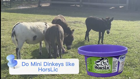 Do Mini Donkeys like Horlic? You decide. And while you watch meet four of our precious minis.