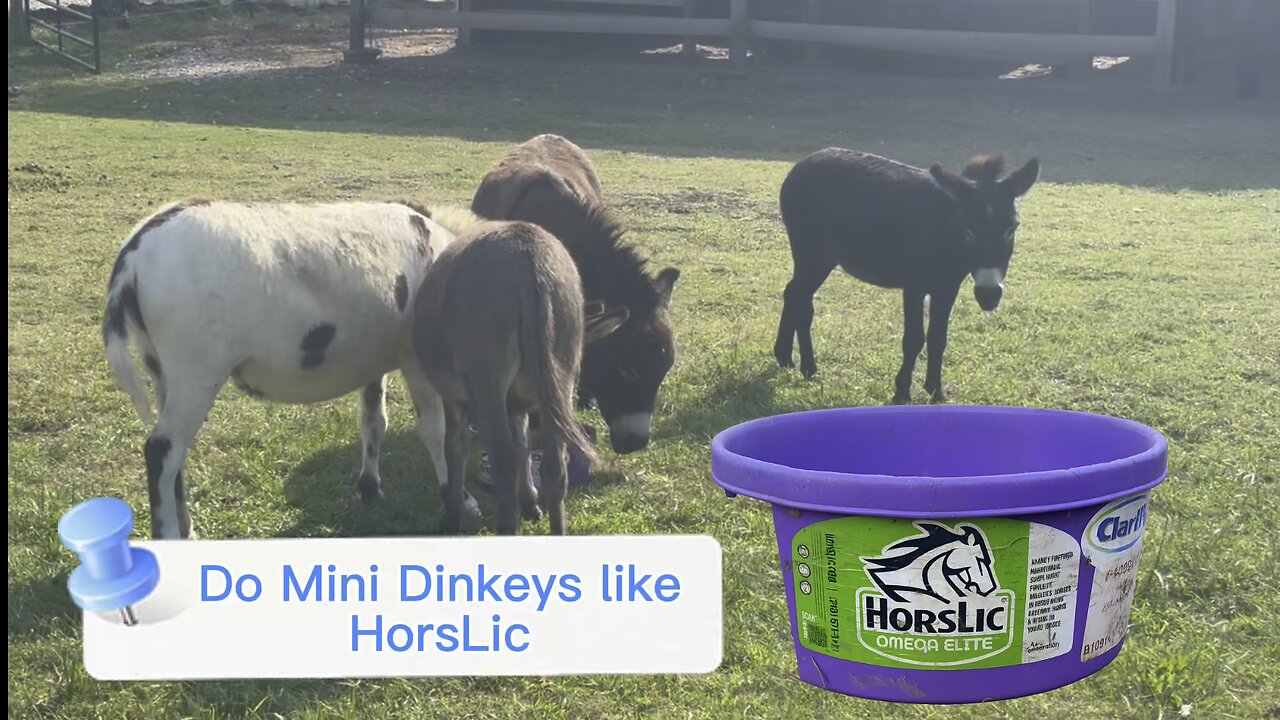 Do Mini Donkeys like Horlic? You decide. And while you watch meet four of our precious minis.