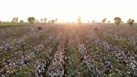 "پنجاب کے کپاس کے کھیت | Cotton Fields of Punjab | دیہاتی زندگی کا حسین منظر"