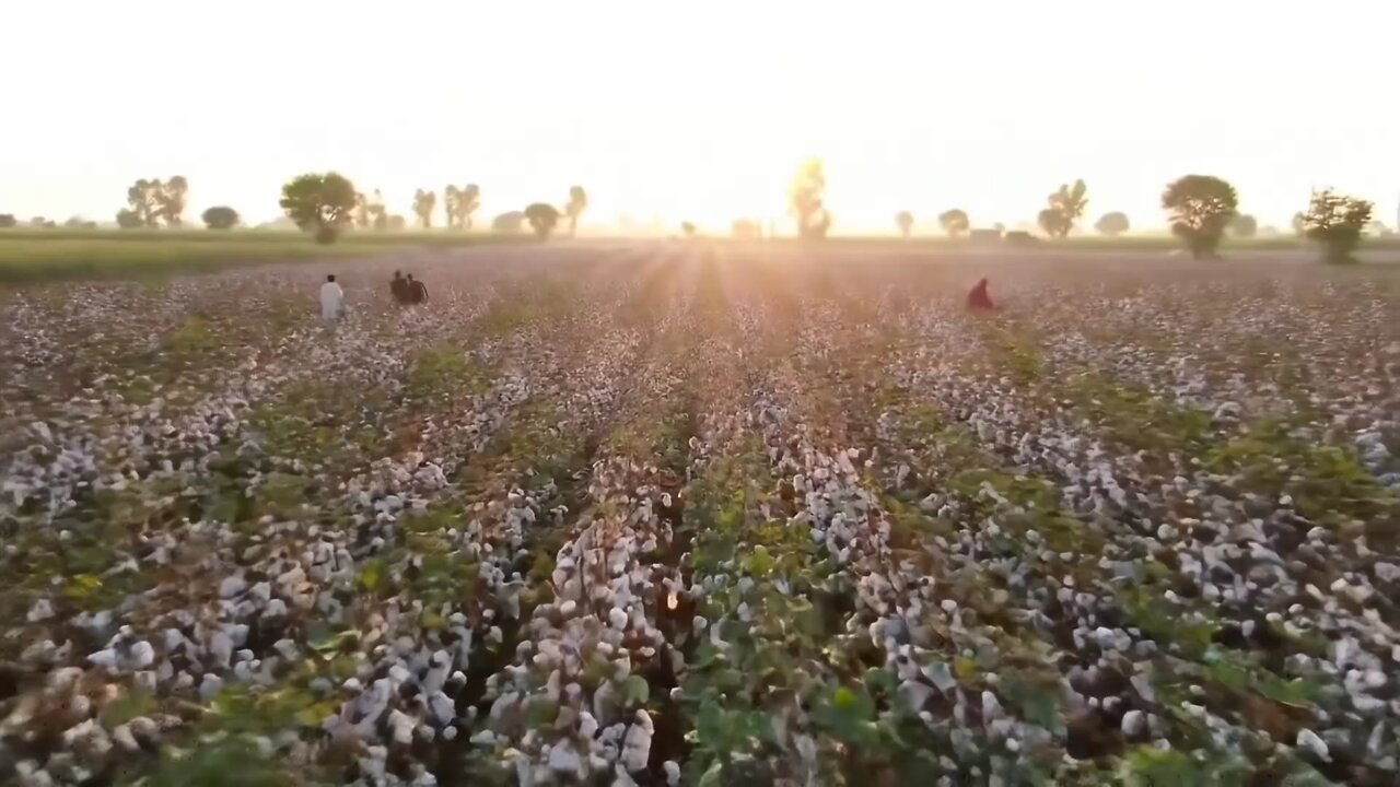 "پنجاب کے کپاس کے کھیت | Cotton Fields of Punjab | دیہاتی زندگی کا حسین منظر"
