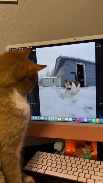 Virtual meeting of friends