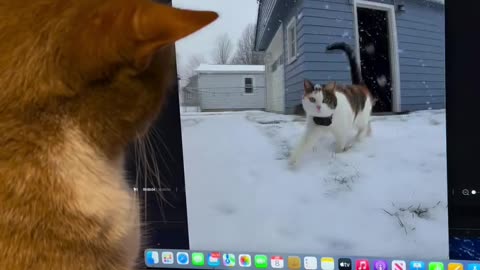 Virtual meeting of friends