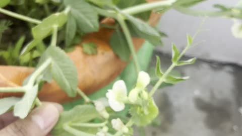 Peas Growing on Plant 🌱 | Home Garden Update