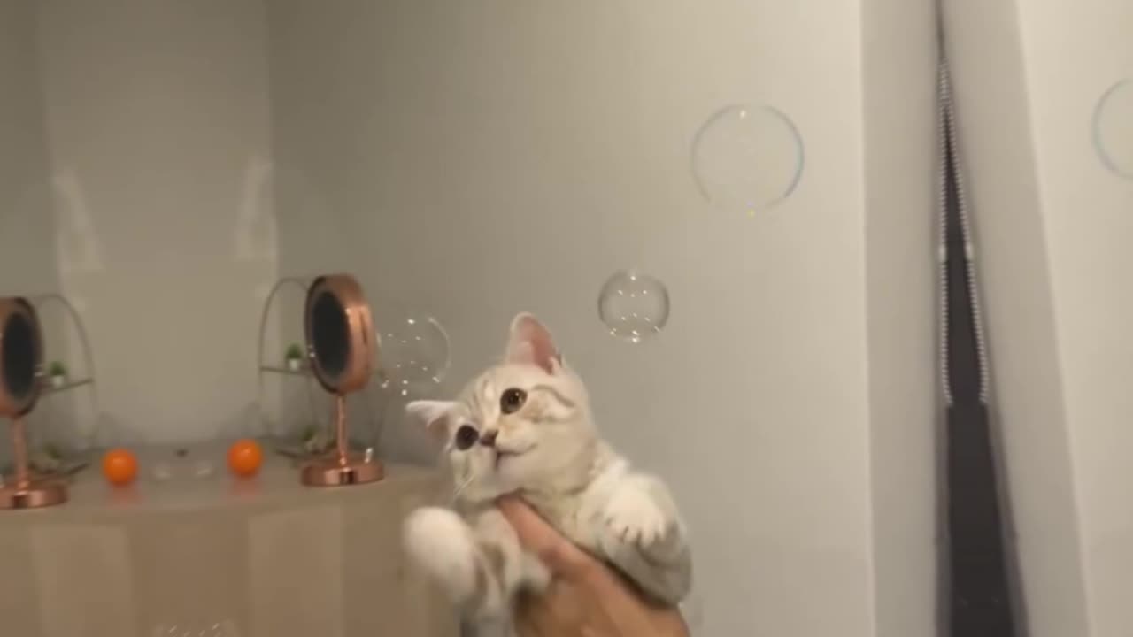 Cute kittens 😻 #kittycat #catlove #animalshorts