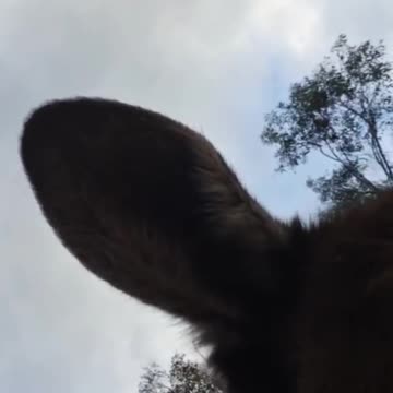 Kangaroo diaries only in Australia 🇦🇺