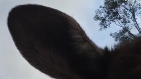 Kangaroo diaries only in Australia ๐ฆ๐บ