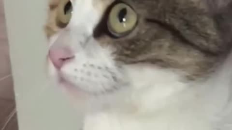 Teaching My Cat the Basics of Hissing