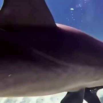 Happy dolphin.. 😊