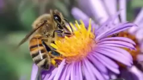 سورة النحل خالد الجليل 🌷صوت تقشعر له الابدان