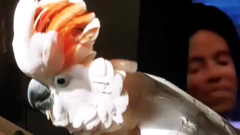 Disco parrot lost control! 😂