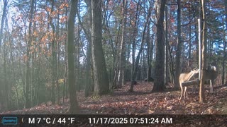 The Woods – 11/17/2025