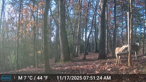 The Woods – 11/17/2025