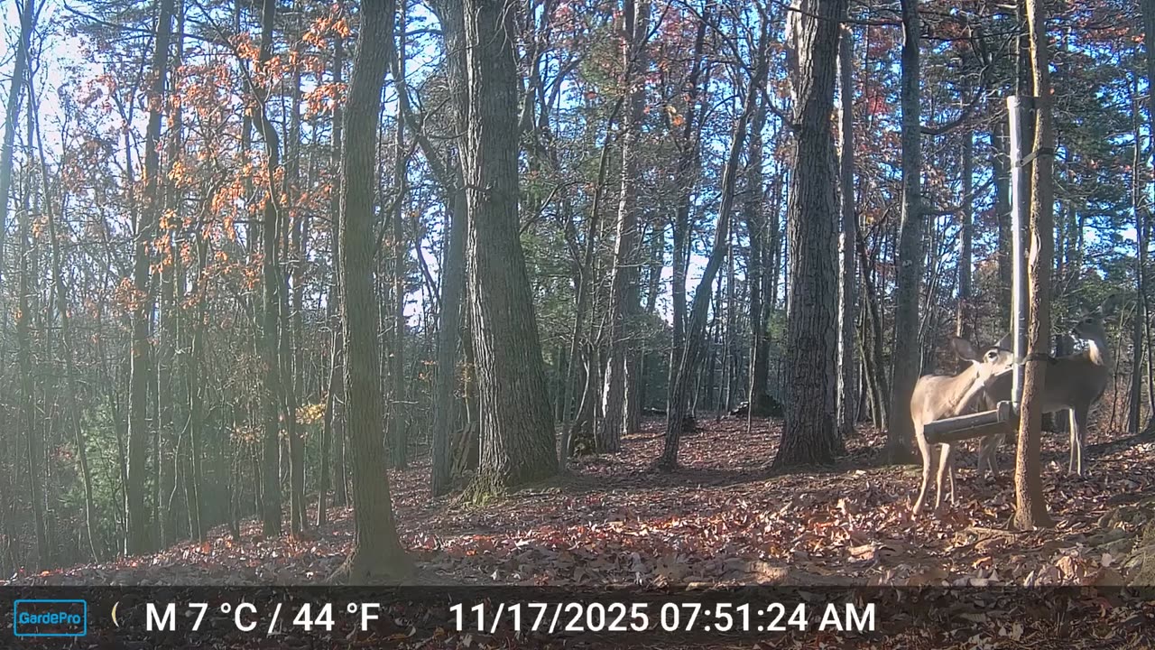 The Woods – 11/17/2025