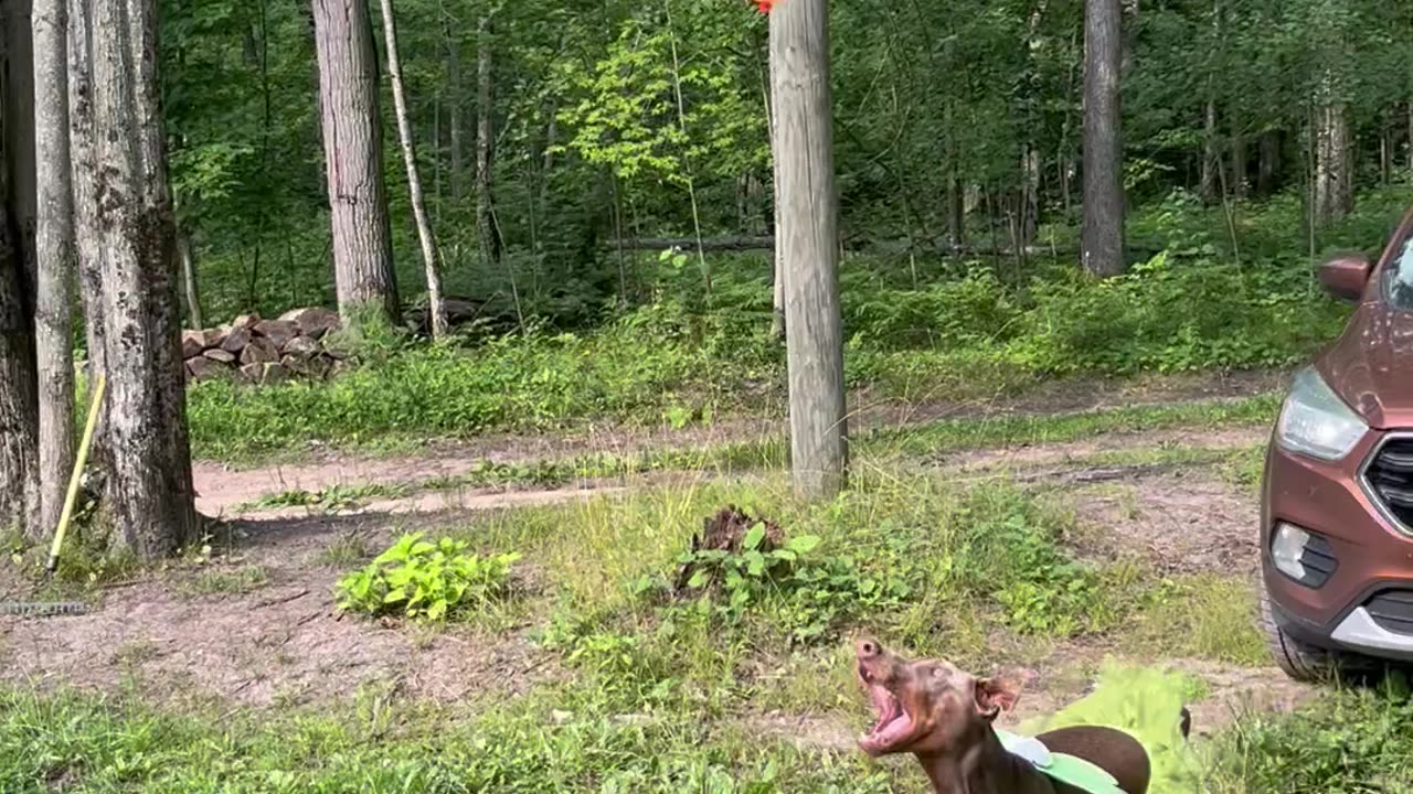 Fairy Dog Keeps Balloon Floating
