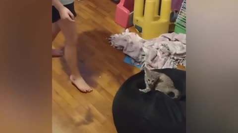 Funny Crazy cats