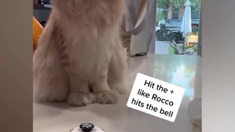 "Try Not to Laugh: Cats Being Absolutely Unhinged"