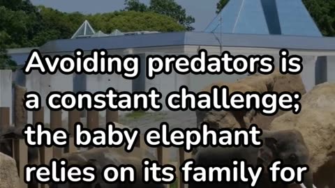 The Incredible Journey of a Baby Elephant in the Wild