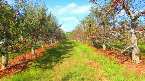 How can God say salvation is by faith, not works, and without contradiction still require works?