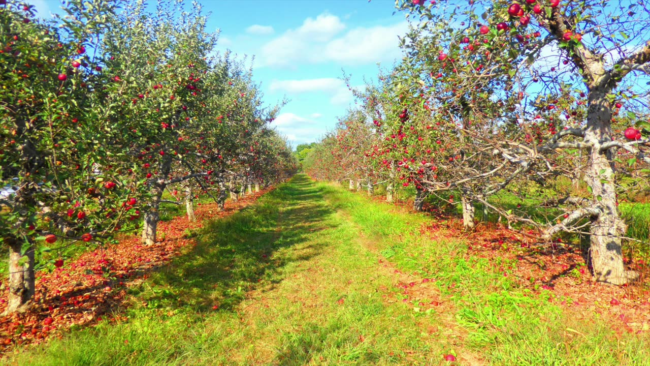 How can God say salvation is by faith, not works, and without contradiction still require works?