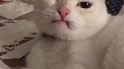 😂😹 Don't Laugh Challenge: Pet Edition 🐶🐾