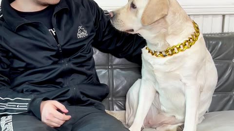 狗狗：谁懂啊，真是一场酣畅淋漓的骚扰 Dog: Who knows, it's really a hearty harassment