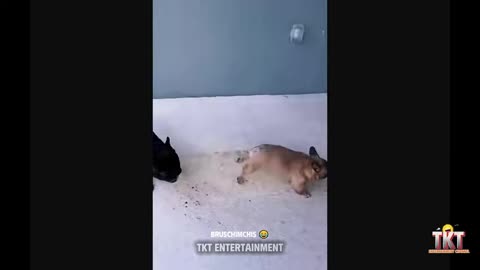 funny pets compilation part 12