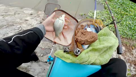 Tilapia Harvesting in Warm River Tributaries