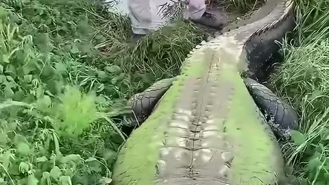 The amazing bond between a man and his giant reptiles 🦎 💚