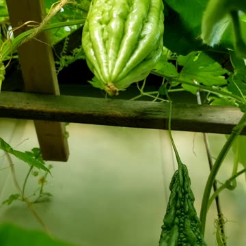 Summer vine vegetable garden August 15 2025