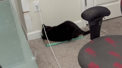 Precious Piper Deals with An Electrical Cord Over Her Tuffet - Adopting a Cat from a Shelter Vlog