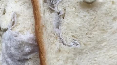 MORTIFYING BREAD DISCOVERY: Urgent Warning on Food Quality & Hygiene in Pakistan! DawnBread Pakistan