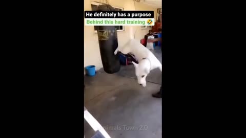 5 minutes funny cat dog compilation 😂 funny animal videos - Animals Town