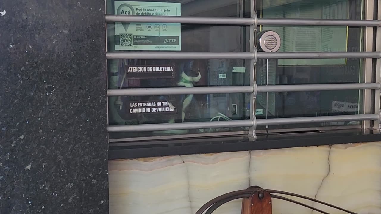 ARGENTINE CAT